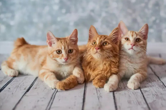 猫咪肚子有硬块是怎么回事