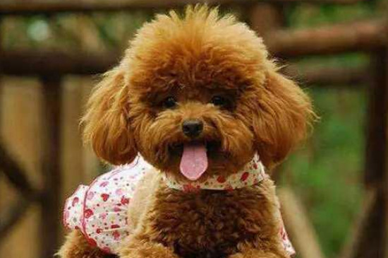 茶杯犬怎么养
