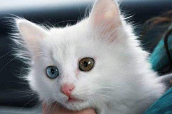 猫咪会想主人吗