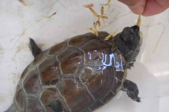 乌龟只吃虾干不吃龟粮有害吗