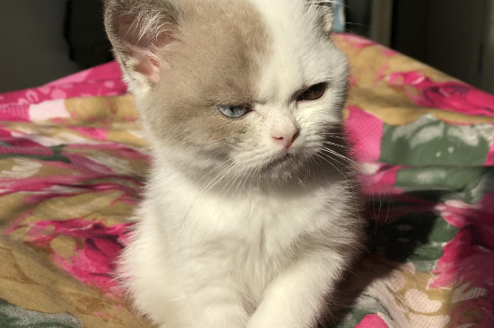 出生5天的小猫怎样看公母