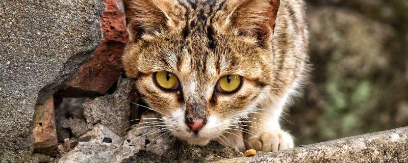 野猫怎么养