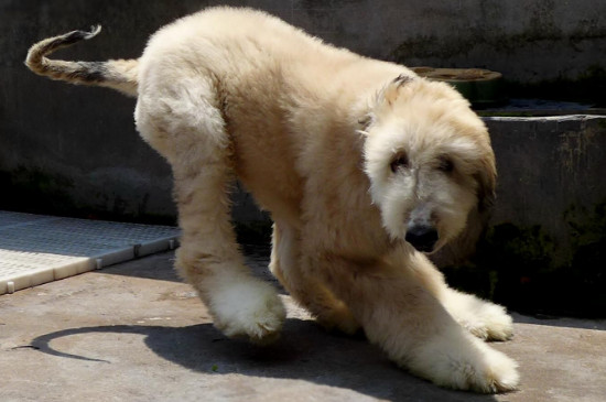 阿富汗猎犬怎么修毛
