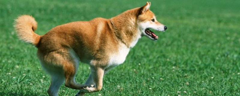 柴犬怎么挑选