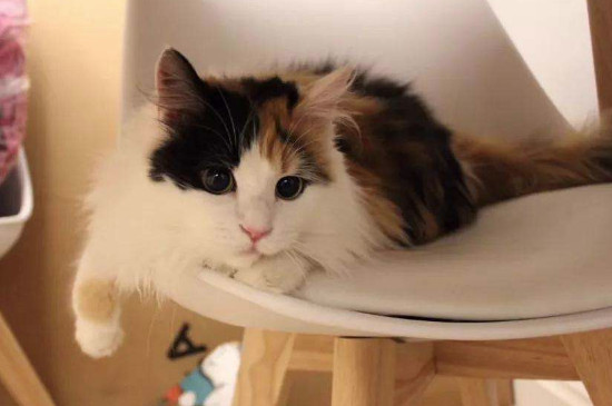 三花猫认主人的表现