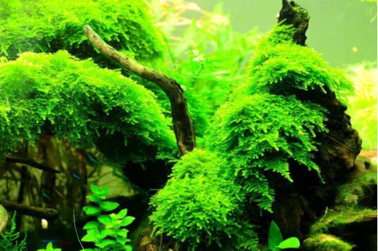 鱼缸水两天就绿该怎么办