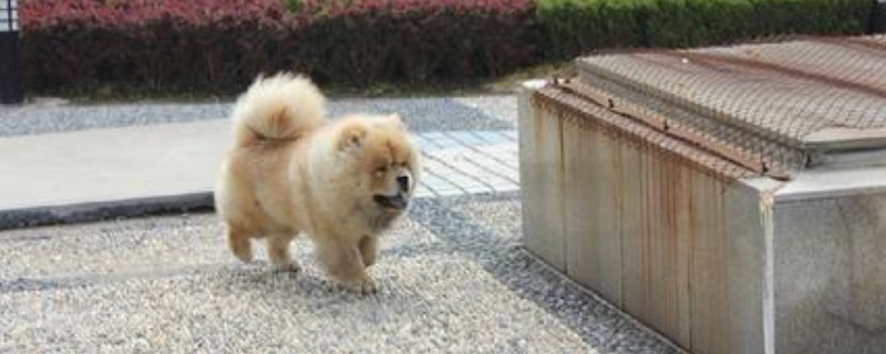 松狮怎么训练大小便