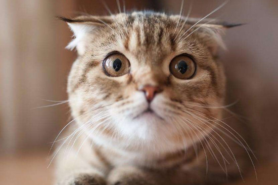 如何养猫