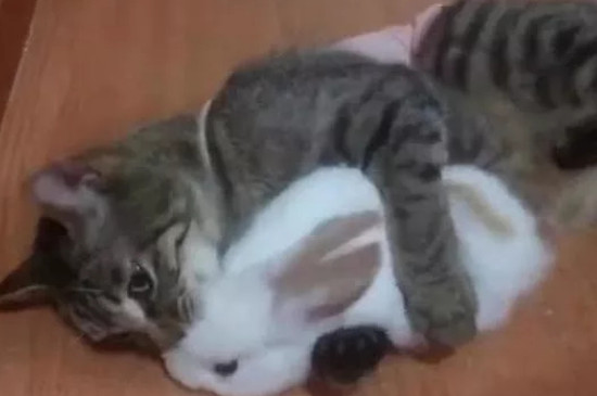 猫会攻击兔子吗