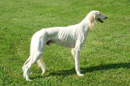 萨路基猎犬怎么训练