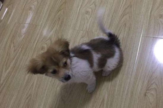 狗狗可以吃大米粥吗