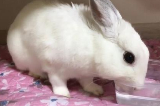 兔子拉软便要停食吗