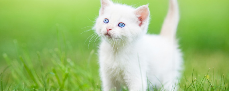 养两只公猫会打架吗