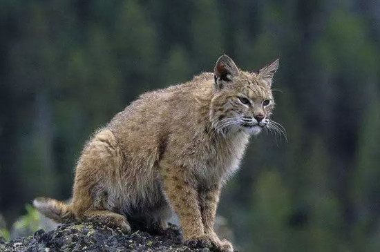 猫瘟七天没死是不是就快好了