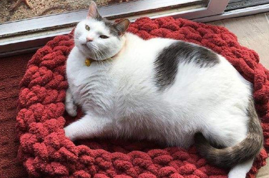 猫流了分泌物后多久生