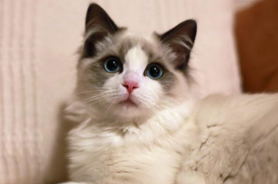 猫咪有什么品种