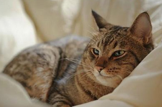 奥西猫和孟加拉豹猫区别