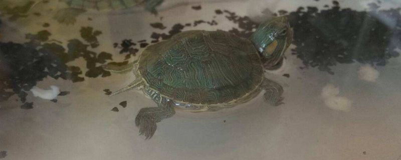 乌龟不爱动是什么原因