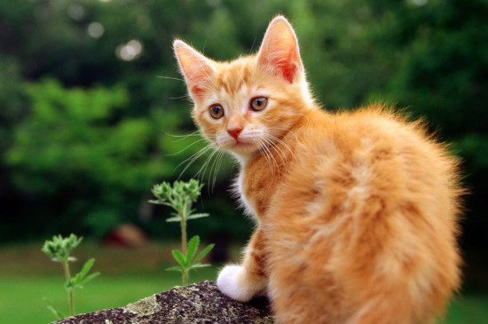 猫假死眼睛是睁开的吗