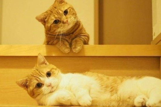 小猫能不能喝纯牛奶