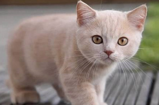 小猫多久出窝送人