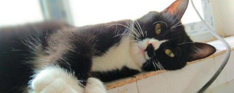 猫为什么会换地方睡觉
