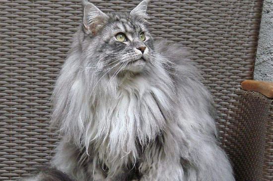 猫咪晚上关灯以后能看见吗