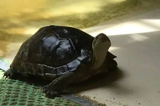 乌龟朝主人张嘴是什么意思