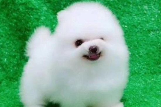 博美犬能吃石榴吗