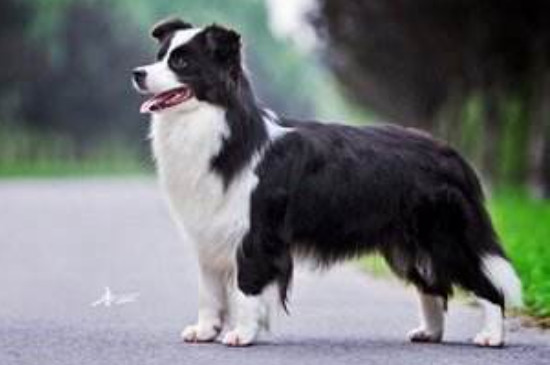 边境牧羊犬怎么看品相