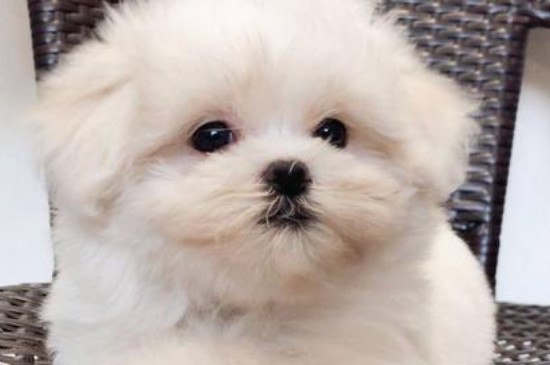马尔济斯犬怎么训练