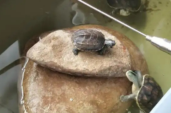 乌龟在水里睡觉会不会淹死