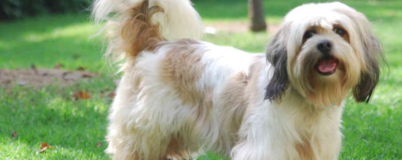 拉萨犬是大型犬吗