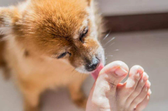 狗狗特别爱主人的表现