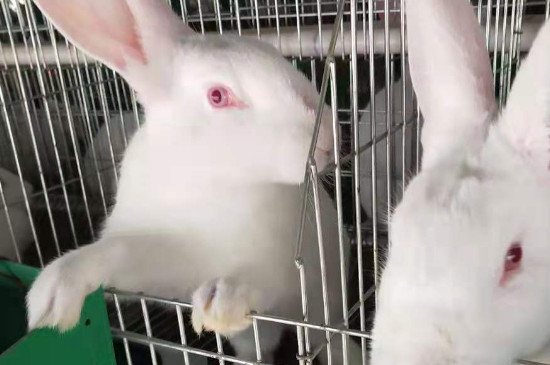新手怎么养兔子