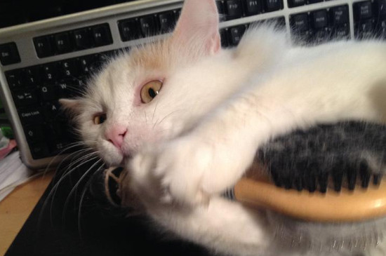 猫咪舔到粘鼠板的胶会死吗