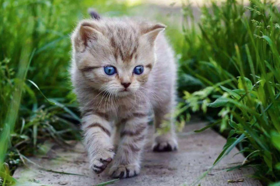 捡来的猫为什么不能养