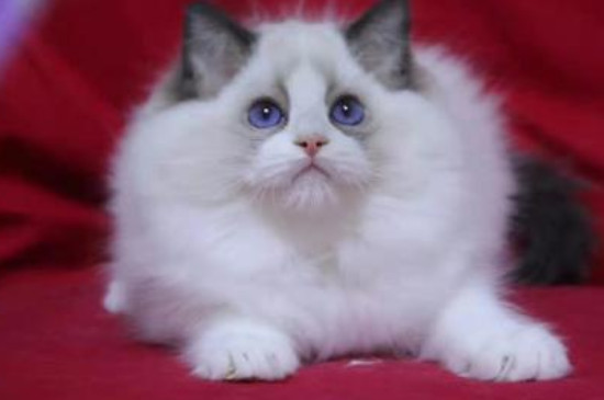 布偶猫忌讳最喜欢让人摸它哪