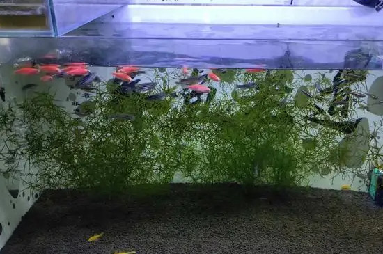 鱼缸腥味大怎么处理