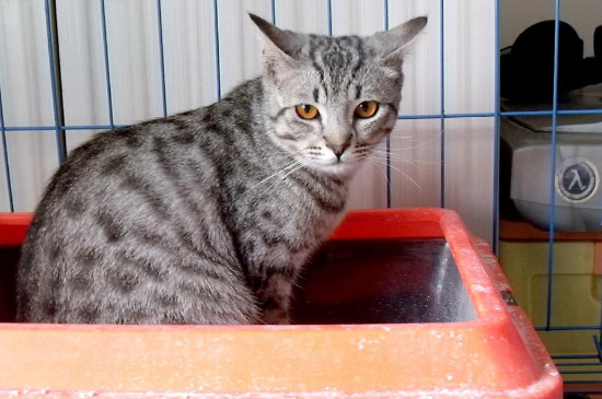 猫咪为什么用爪子按住人的嘴