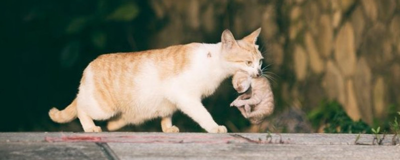 野猫会咬死别的小猫崽吗
