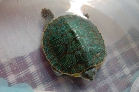 乌龟死了是沉水还是浮着的