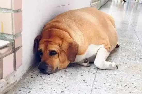 幼犬拉黄稀糊状正常吗