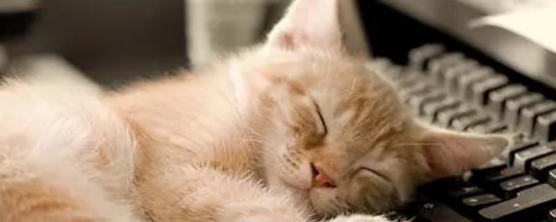猫咪拉稀没精神爱睡觉怎么回事啊