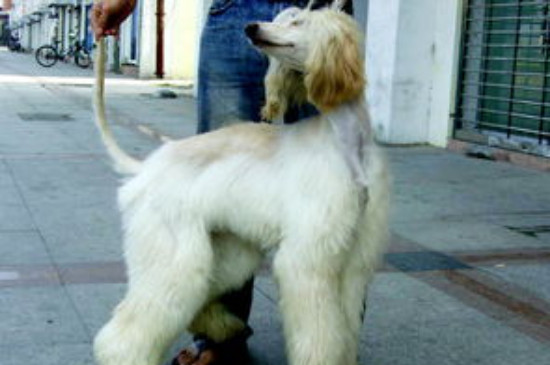 阿富汗猎犬怎么养