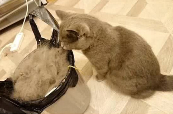 猫掉毛是什么原因