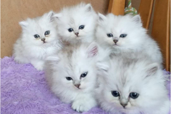 金吉拉猫怎么看选
