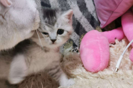 小奶猫多大可以清理耳朵