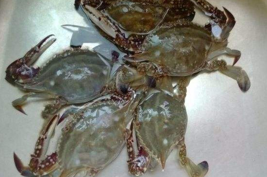 梭子蟹怎么养不会死