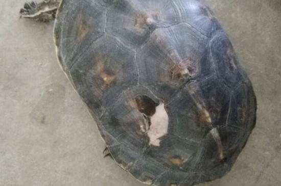 乌龟脚上有溃烂怎么办
